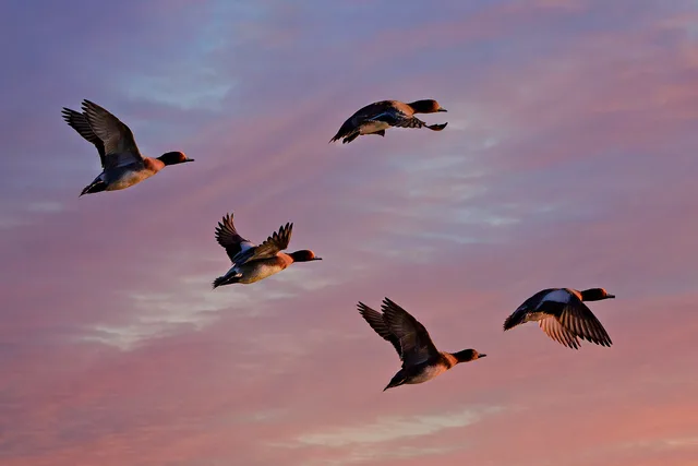 eurasian wigeon, duck, water bird, animal, flight, wing, flying, nature, feather, plumage, sky, sunrise, dawn, created 04-03-20. Datenmigration bei SaaS vorbereiten: Quellen, Qualität und Tests