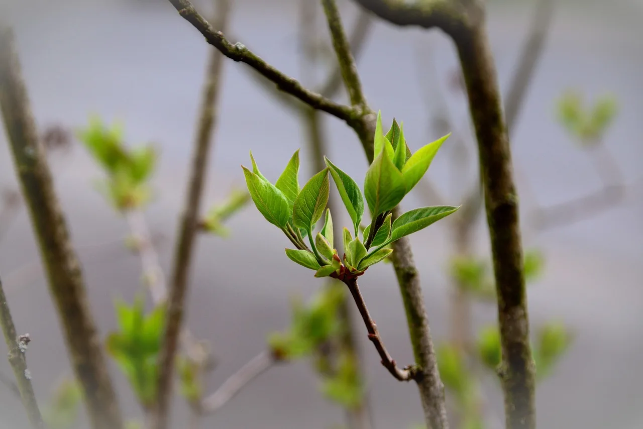 leaves, sprouts, lilac tree buds, green leaves, lilac tree, nature, lilac branch, plant, spring, garden, leaves, sprouts, spring, spring, spring, spring, spring