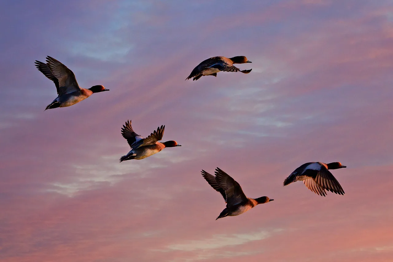 eurasian wigeon, duck, water bird, animal, flight, wing, flying, nature, feather, plumage, sky, sunrise, dawn, created 04-03-20