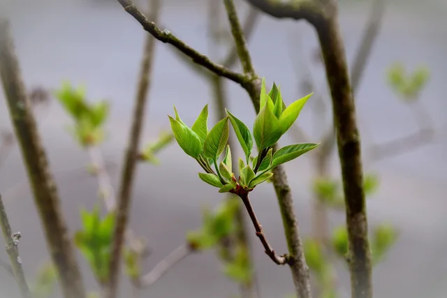 leaves, sprouts, lilac tree buds, green leaves, lilac tree, nature, lilac branch, plant, spring, garden, leaves, sprouts, spring, spring, spring, spring, spring. Pianificare il rinnovo e la disdetta dei contratti SaaS